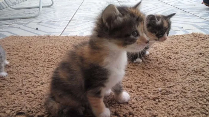 Gato ra a SRD idade Abaixo de 2 meses nome sem nome ainda