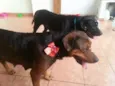 Pandora e Meg 