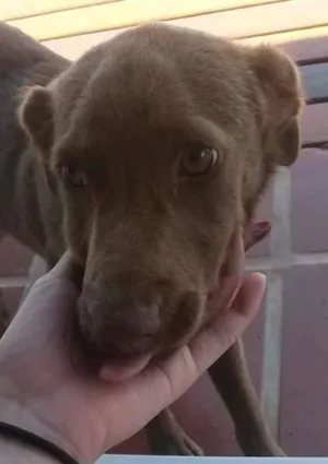 Cachorro raça Vira-lata idade 2 a 6 meses nome Não sei 