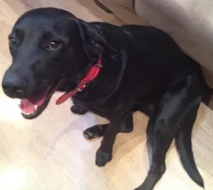 Cachorro raça Mix labrador  idade 1 ano nome Marrie 