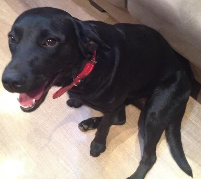Cachorro ra a Mix labrador  idade 1 ano nome Marrie 