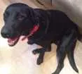Cachorro raça Mix labrador  idade 1 ano nome Marrie 