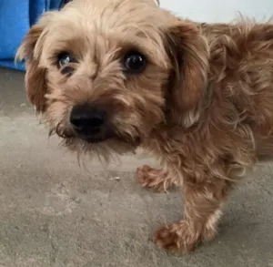 Cachorro raça Yorkshire idade 2 anos nome Paçoquinha