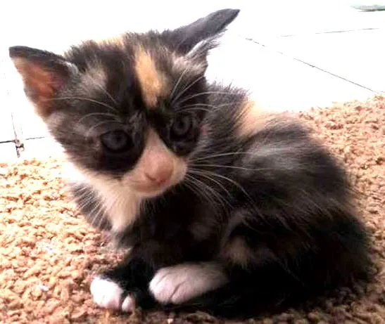Gato ra a SRD idade  nome nao tem nome ainda
