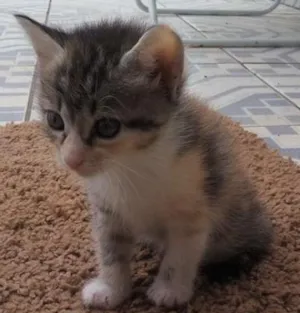 Gato raça SRD idade Abaixo de 2 meses nome sem nome ainda