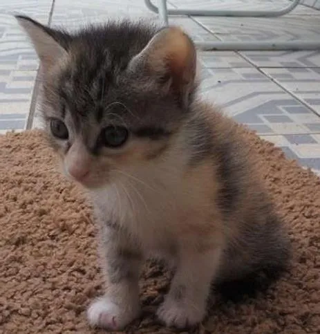 Gato ra a SRD idade Abaixo de 2 meses nome sem nome ainda