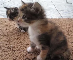 Gato raça SRD idade Abaixo de 2 meses nome sem nome ainda