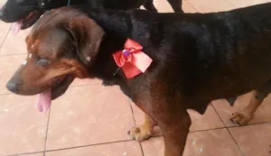Cachorro raça Vira lata  idade 6 ou mais anos nome Pandora e Meg 