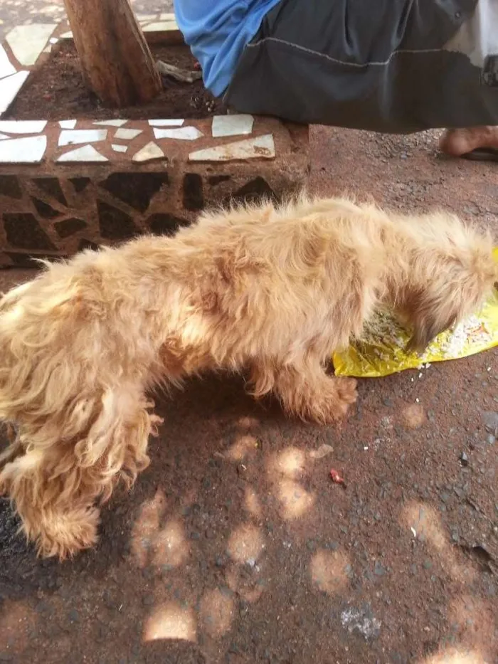 Cachorro ra a Puldol vira lata idade 1 ano nome Sem nome