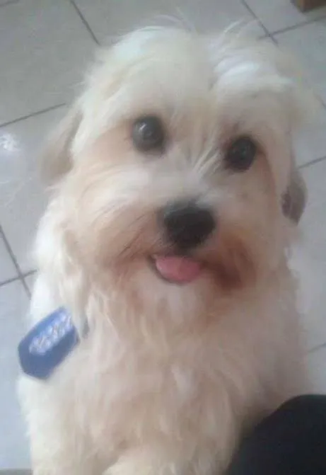 Cachorro raça Shitzu idade 2 anos nome thor