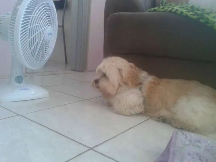 Cachorro raça Shitzu idade 2 anos nome thor