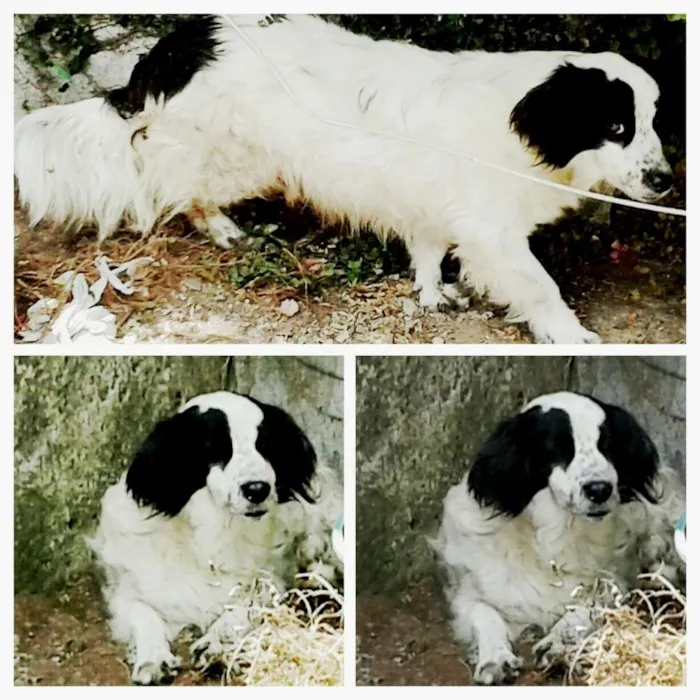 Cachorro ra a sem raça definida idade 4 anos nome Fofão