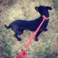 Maggie