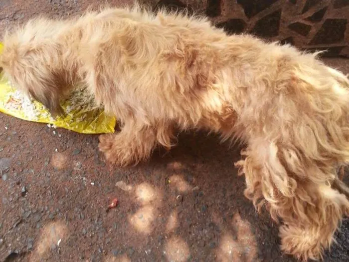 Cachorro ra a Puldol vira lata idade 1 ano nome Sem nome