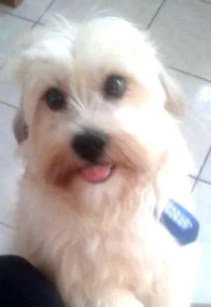 Cachorro raça Shitzu idade 2 anos nome thor