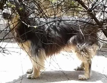 Cachorro ra a sem raça definida idade 4 anos nome Marrom