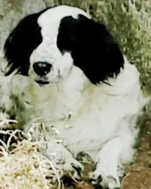 Cachorro raça sem raça definida idade 4 anos nome Fofão