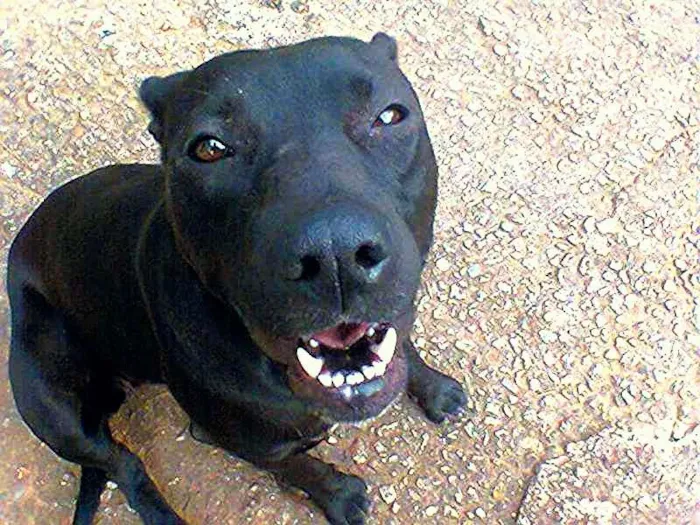 Cachorro ra a indefinida idade 2 anos nome gorda