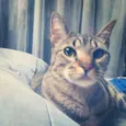 Atena