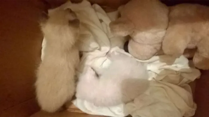 Gato raça Siamês idade Abaixo de 2 meses nome ainda sem nome