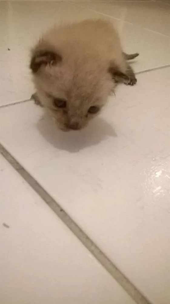 Gato raça Siamês idade Abaixo de 2 meses nome ainda sem nome
