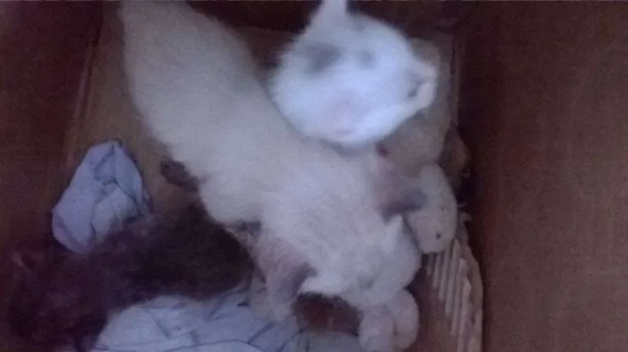 Gato raça Siamês idade Abaixo de 2 meses nome ainda sem nome
