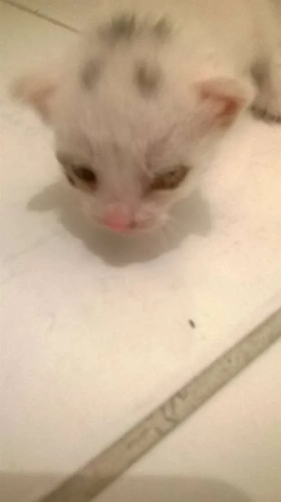 Gato raça Siamês idade Abaixo de 2 meses nome ainda sem nome