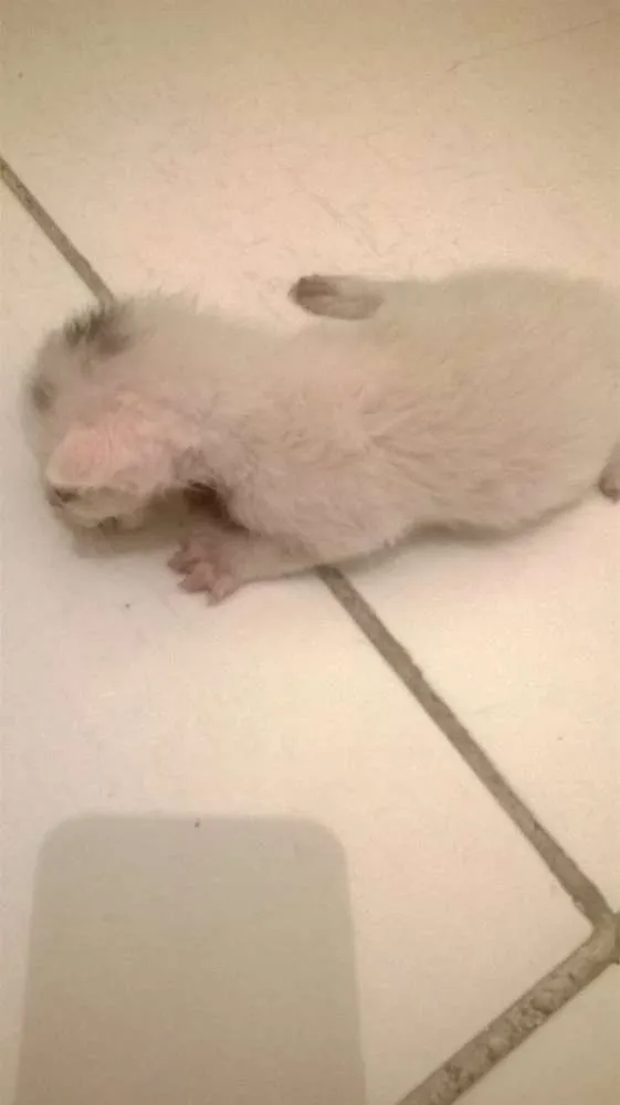 Gato raça Siamês idade Abaixo de 2 meses nome ainda sem nome