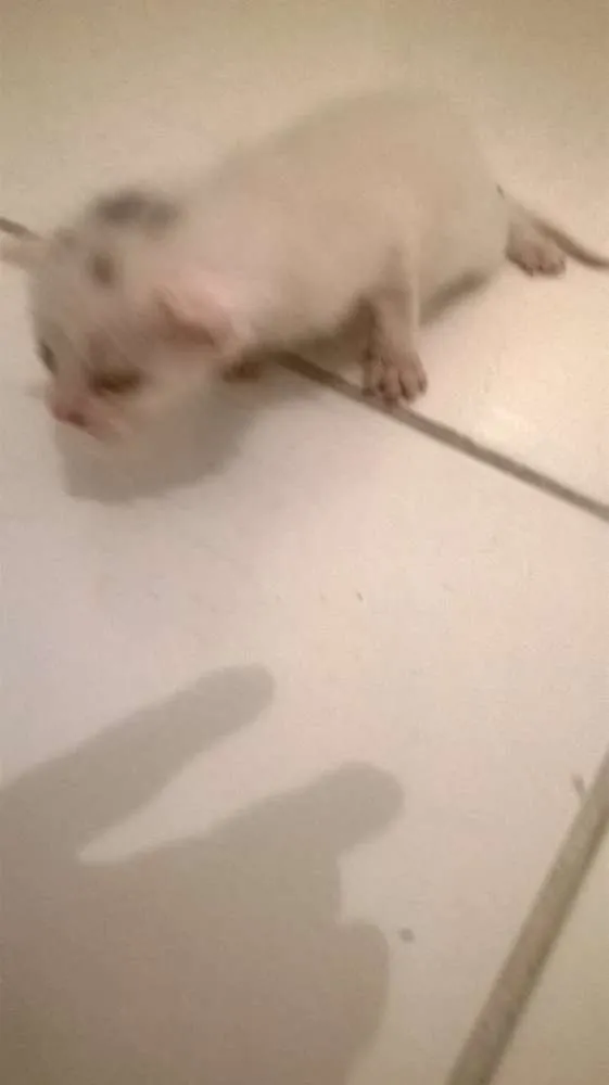 Gato raça Siamês idade Abaixo de 2 meses nome ainda sem nome