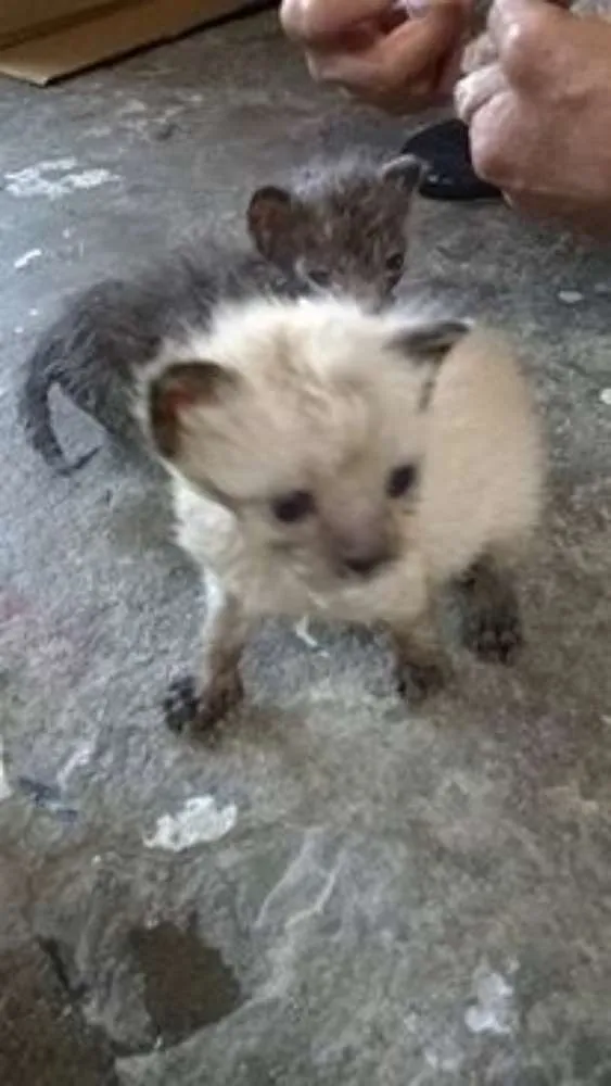 Gato raça Siamês idade Abaixo de 2 meses nome ainda sem nome