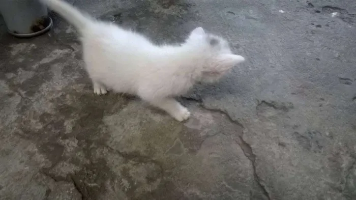 Gato raça Siamês idade Abaixo de 2 meses nome ainda sem nome