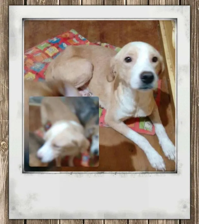 Cachorro ra a SRD idade 1 ano nome Pingo