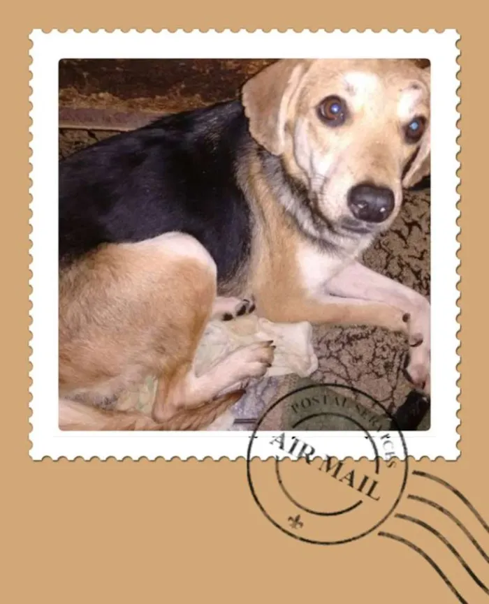 Cachorro ra a SRD idade 1 ano nome Pan