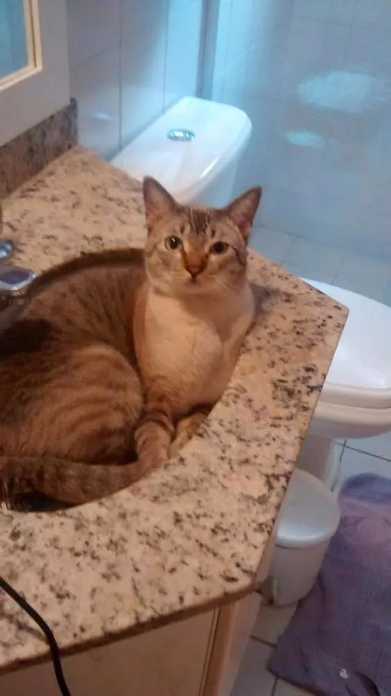 Gato ra a Vira lata idade 7 a 11 meses nome Blue