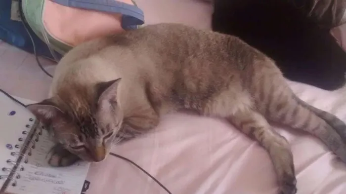 Gato ra a Vira lata idade 7 a 11 meses nome Blue