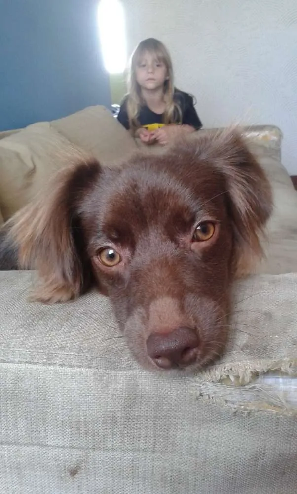 Cachorro ra a Vira lata- parece uma mini cole idade 7 a 11 meses nome Margot