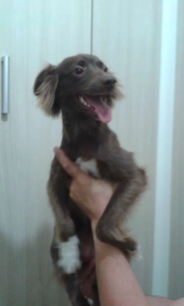 Cachorro ra a Vira lata- parece uma mini cole idade 7 a 11 meses nome Margot