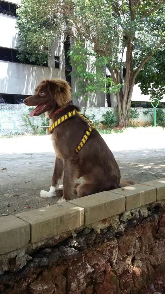 Cachorro ra a Vira lata- parece uma mini cole idade 7 a 11 meses nome Margot