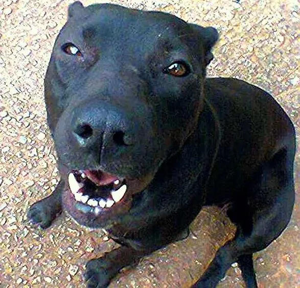 Cachorro ra a indefinida idade 2 anos nome gorda