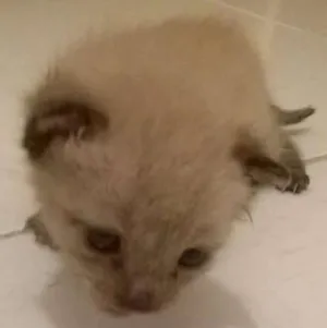 Gato raça Siamês idade Abaixo de 2 meses nome ainda sem nome