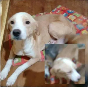 Cachorro raça SRD idade 1 ano nome Pingo