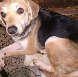 Cachorro raça SRD idade 1 ano nome Pan