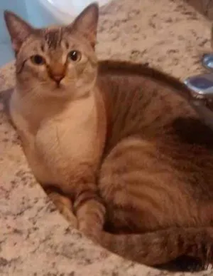 Gato raça Vira lata idade 7 a 11 meses nome Blue
