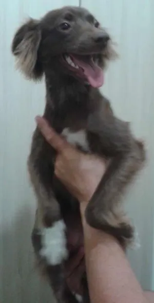 Cachorro raça Vira lata- parece uma mini cole idade 7 a 11 meses nome Margot