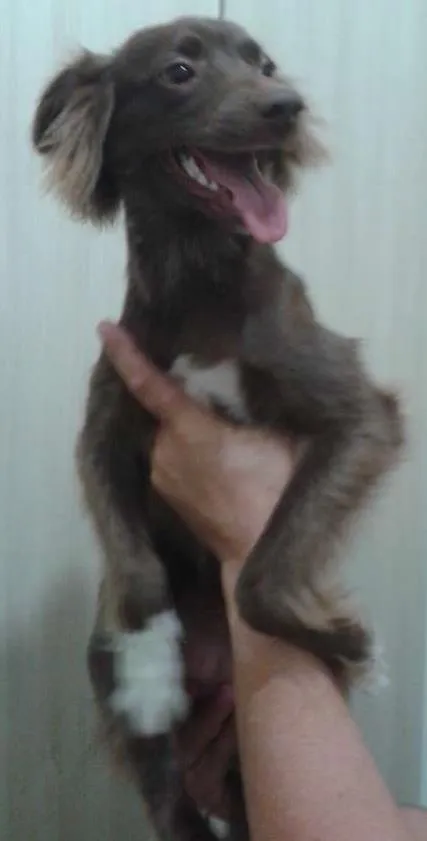 Cachorro ra a Vira lata- parece uma mini cole idade 7 a 11 meses nome Margot