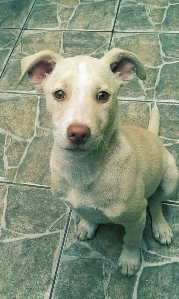 Cachorro ra a Mestiço de Labrador idade 2 a 6 meses nome Marley