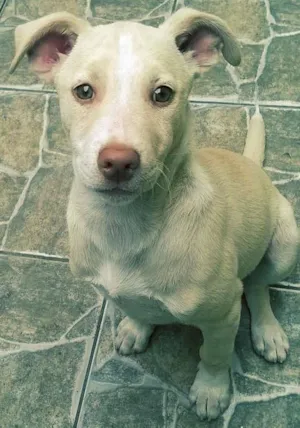 Cachorro raça Mestiço de Labrador idade 2 a 6 meses nome Marley