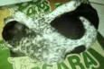 Pintada