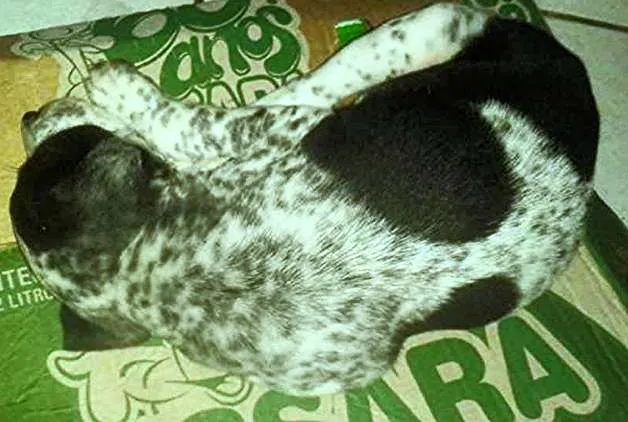 Cachorro ra a Dálmata idade Abaixo de 2 meses nome Pintada