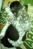 Pintada